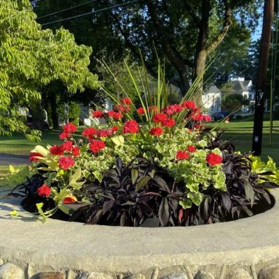 horse trough flowers